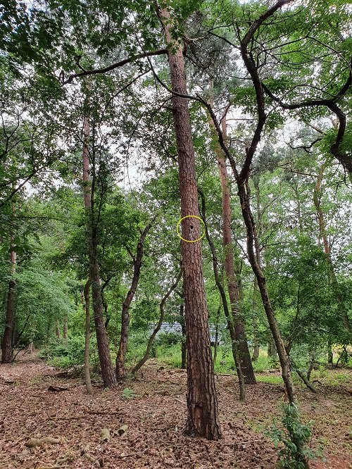 holenboom midden in perceel: geen probleem