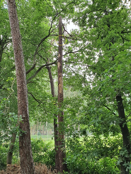 holenboom aan de rand van perceel: probleem