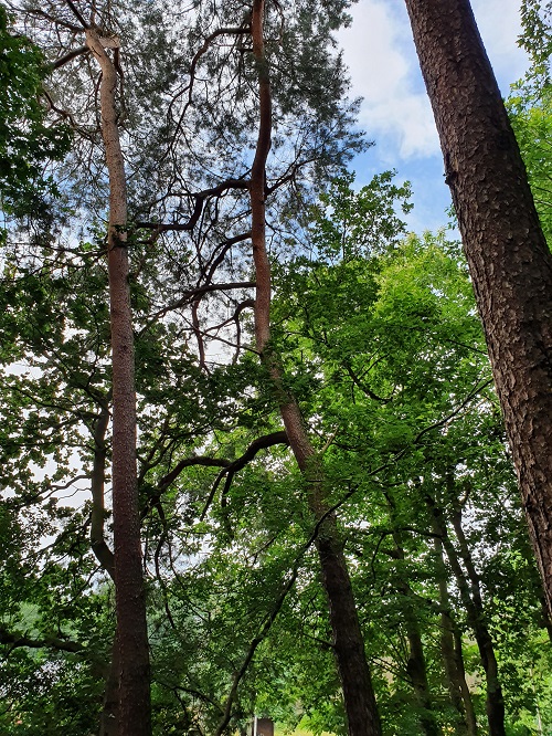 dennen, groot, oud, overhangend naar de buren