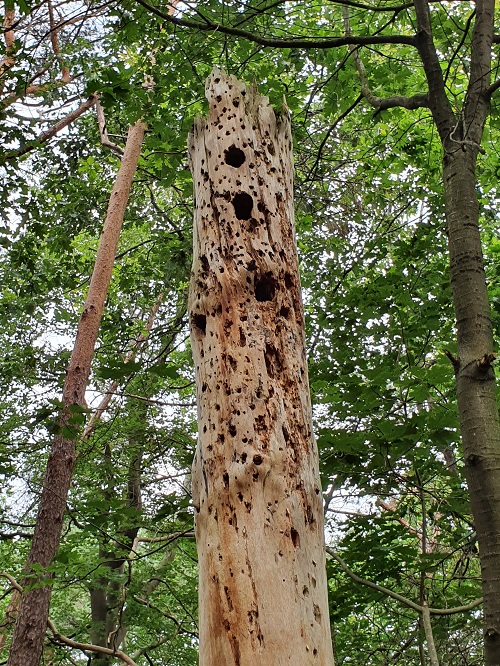 dode holenboom