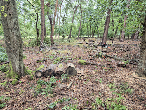 bos perceel met amerikaanse vogelkers gemaaid op 19 juli 2025, foto gemaakt op 2 augustus 2025
