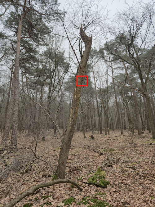 dode amerikaanse vogelkers