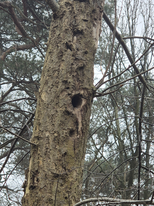 amerikaanse vogelkers als woning