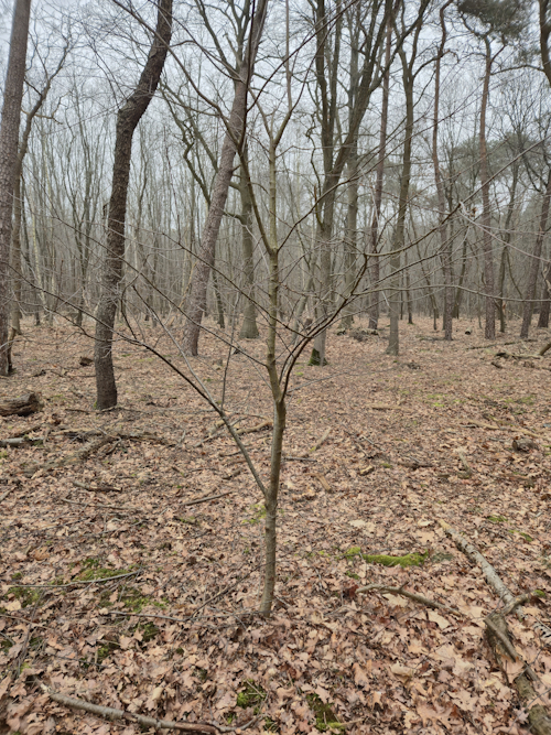 jonge amerikaanse vogelkers