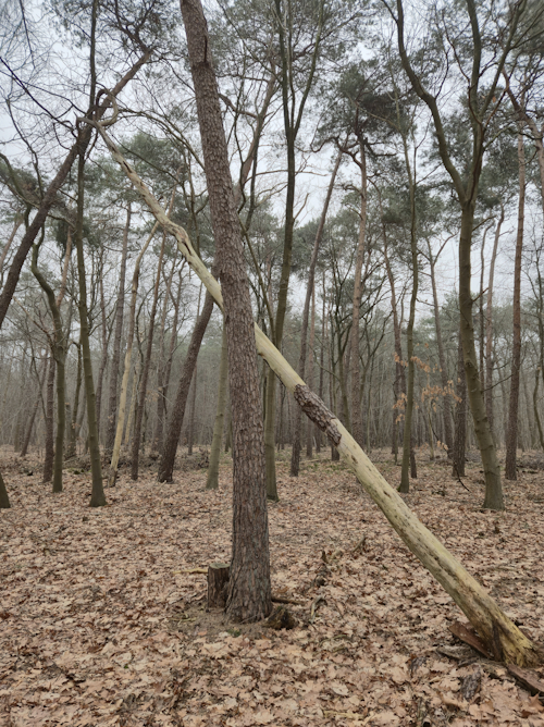 afgebroken dode grove den