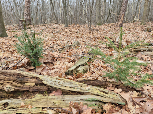 natuurlijke verspreiding van naaldhout
