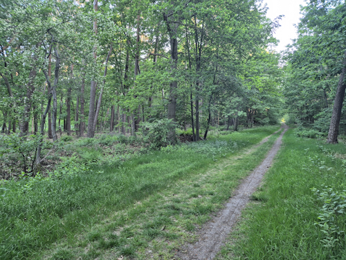 pad staatsbosbeheer langs het perceel
