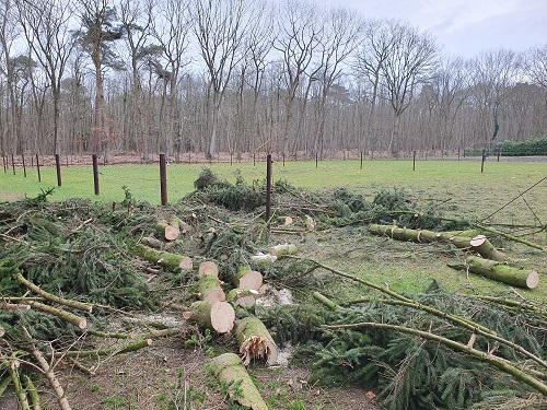 2 relatief kleine bomen op paarden afrastering