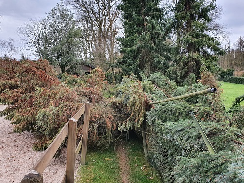 verschillende soorten loof duidt op meerdere bomen