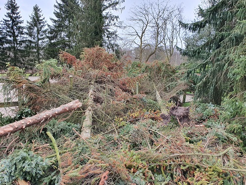 uiteindelijk 3 bomen in de berg