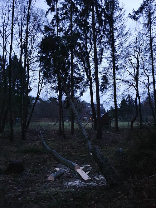 hangende bomen in het donker
