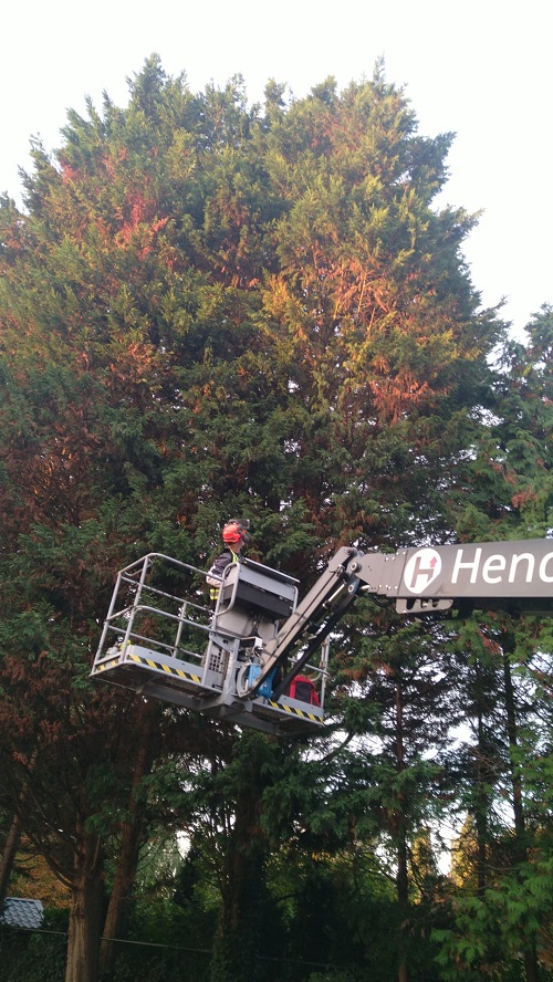 bomen toppen met een hoogwerker