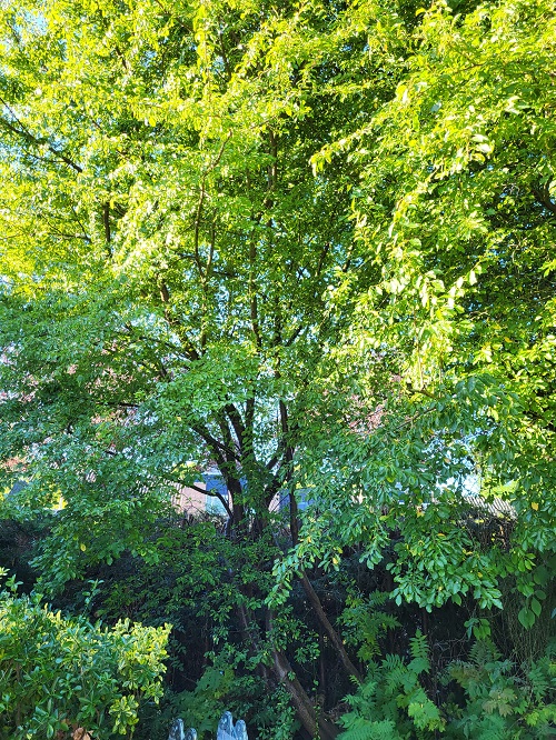 de kleinste pruimenboom