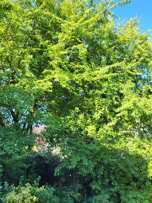 de grote pruimenboom