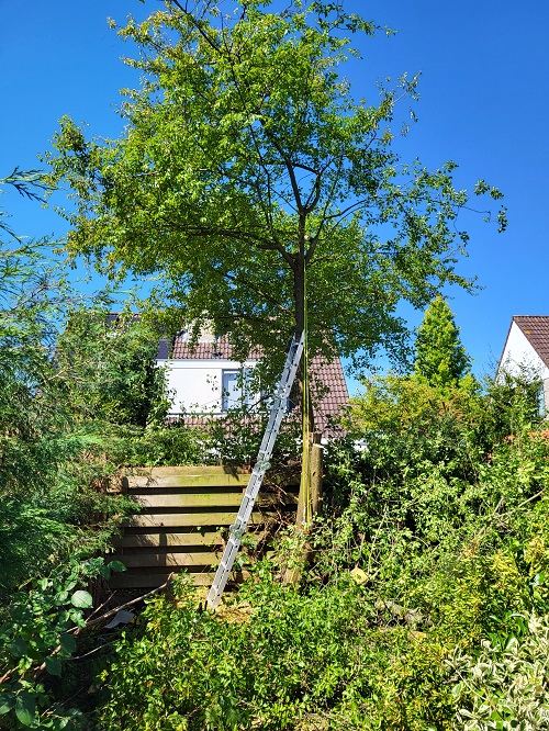 grote pruim halverwege