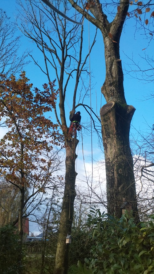 takken uit een boom zagen