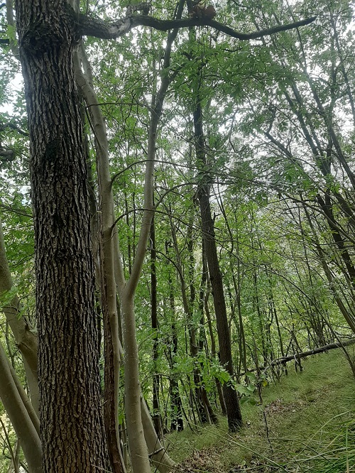 overzichtje staand hout op helling