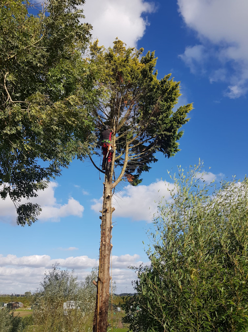 harre in de boom