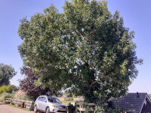 te snoeien boom aan de dijk