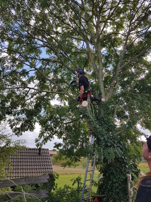 snoeiklus, klimmen zonder klimsporen