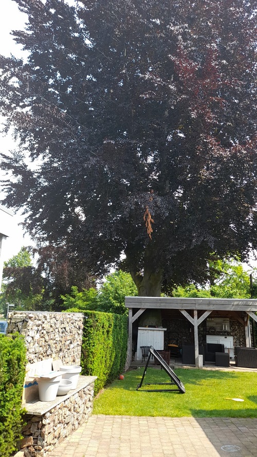 beuk vanuit de tuin