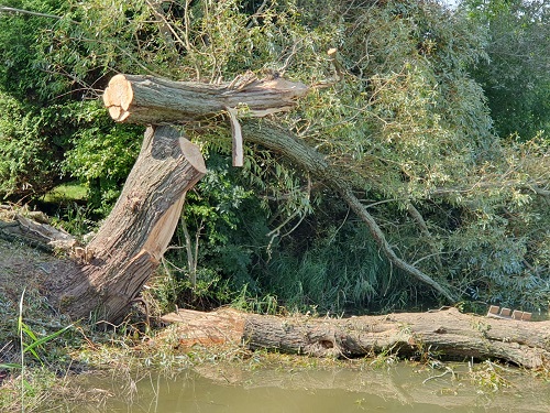 overzicht van het werk: populier te water