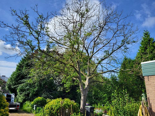 notenboom in slechte conditie vanaf het huis