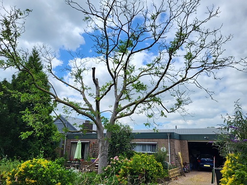 gesnoeide notenboom in slechte conditie
