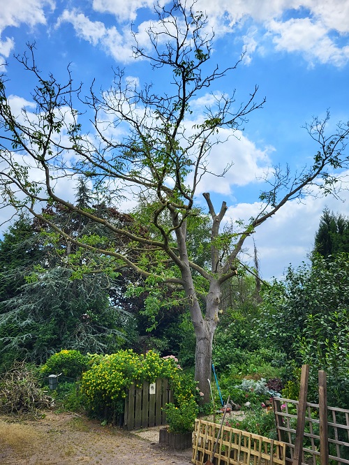 gensoeide notenboom in slechte conditie vanaf het huis