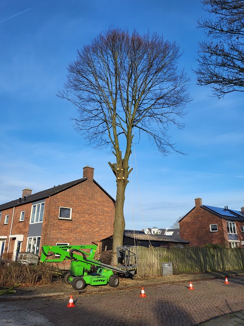 Een deel van de takken verwijderd met de hoogwerker en een deel afgevangen