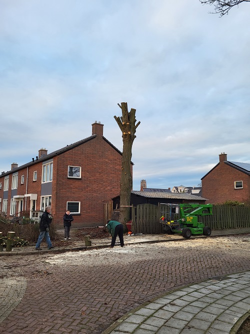 linde met knot