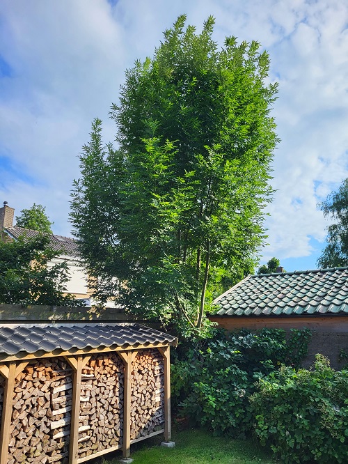 boom in eigen tuin