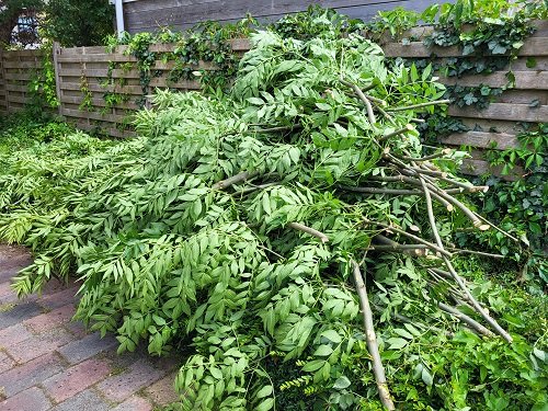 boom in eigen tuin