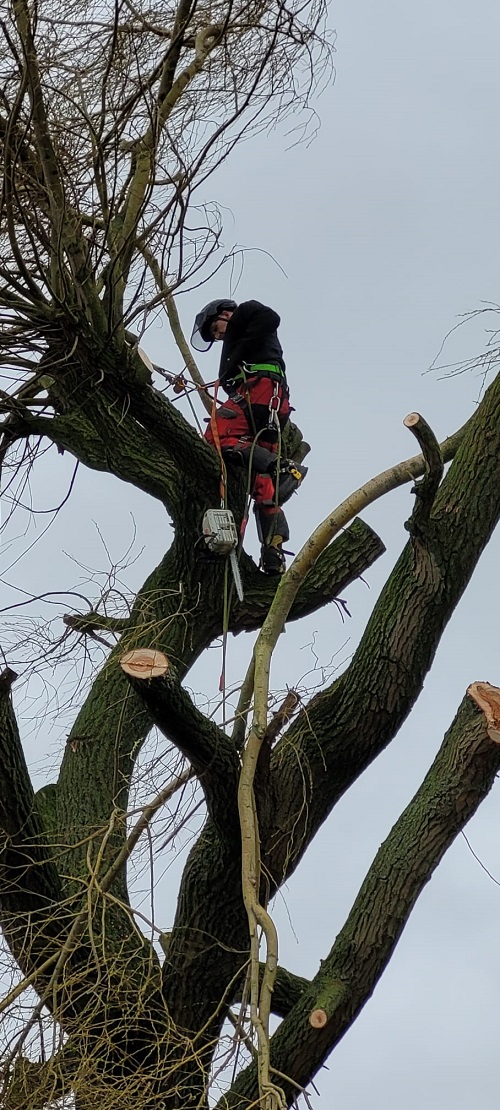 klimmend treurwilg verwijderen