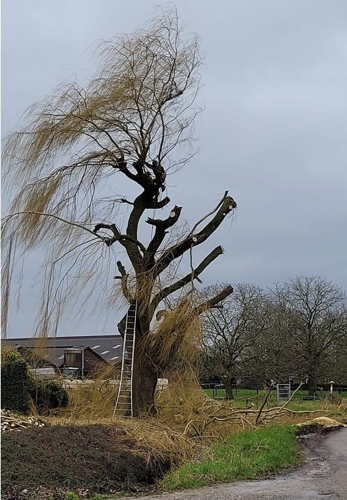 treurwilg verwijderen