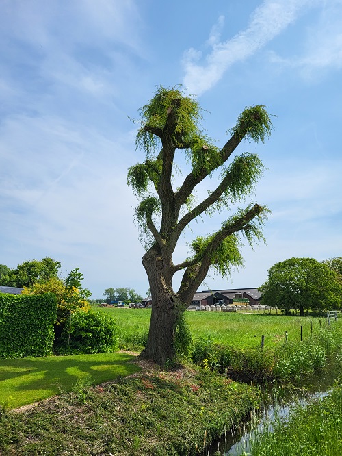 de treurwilg 3 maanden na de werkzaamheden