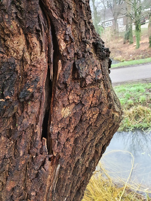 verticale scheur in stam treurwilg