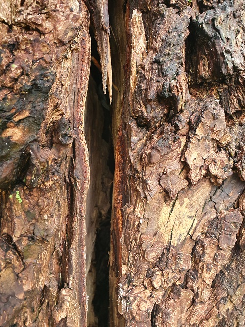 lange verticale scheur in stam treurwilg