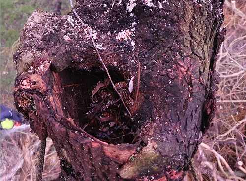 rot gat door inwateren oude snoeiwond treurwilg