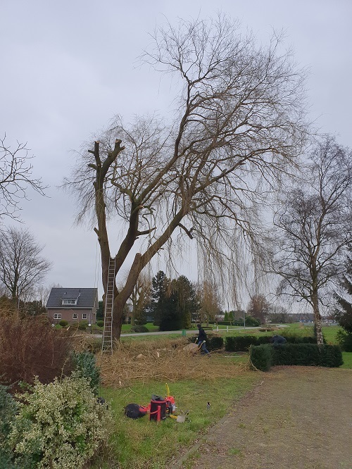 treurwilg in rep en roer