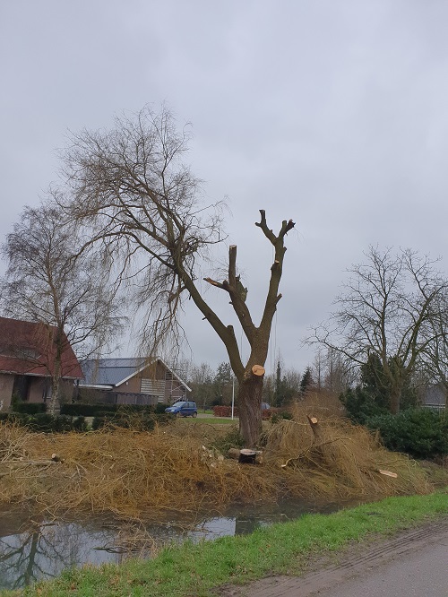 laatste stamdeel van de treurwilg