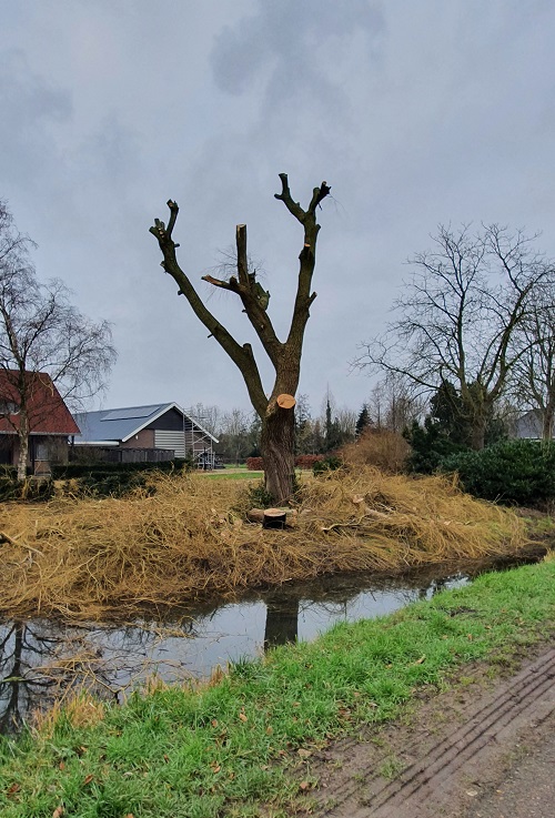 treurwilg volledig terug gesnoeid