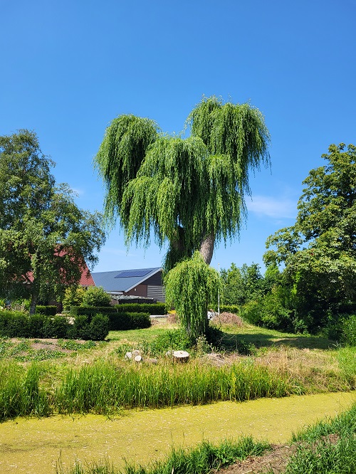 treurwilg loopt na kandelaberen weer uit