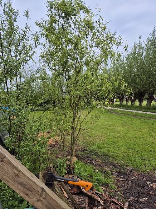 nieuwe boom uit oud stamdeel