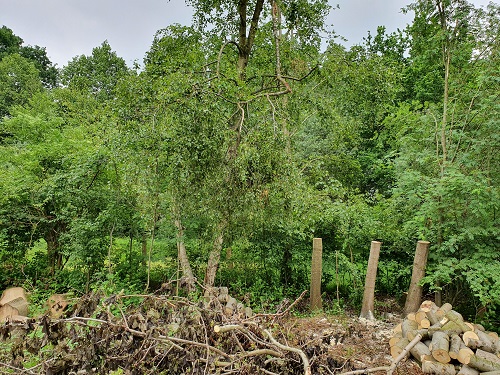 overzicht links 8 bomen verwijderd