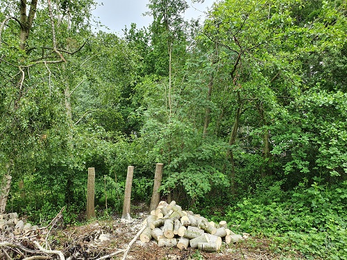 overzicht rechts 8 bomen verwijderd