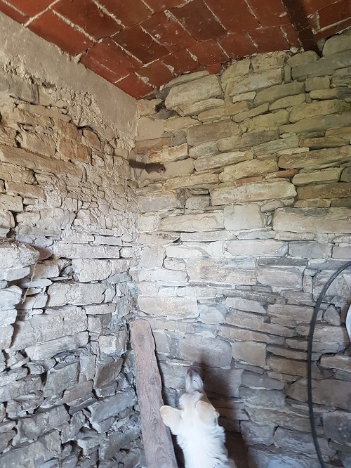 zevenslaper op muur