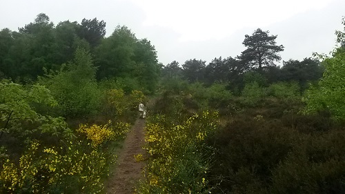 bossen havelte