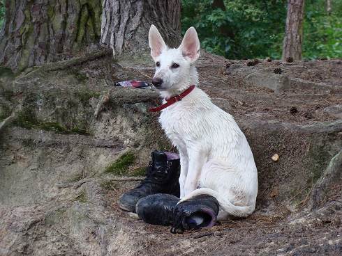 odin op wacht drunense duinen