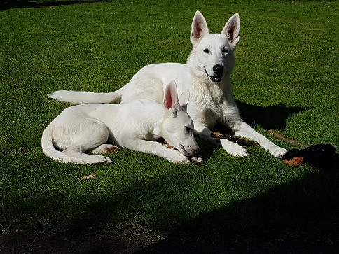 odin in sky in tuin